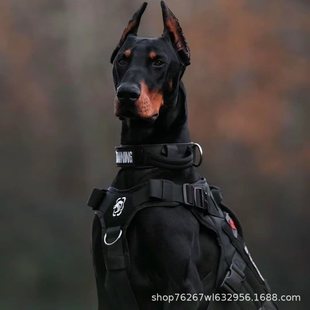 Doberman Pinscher Puppy Live Dog Dual-Pedigree Erect Ears Purebred German/American Large Dog Short-Haired Majestic Guard Dog