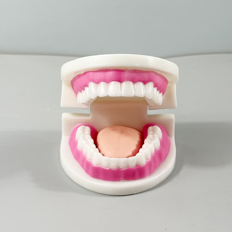 Production of Kidsren's Tooth Decay Model, Kindergarten Teaching Tooth Brushing Learning Model, Tooth Decay Denture Model, Dental Oral Model