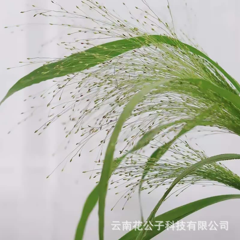 Fountain Grass - Kunming Dounan Fountain Grass Fresh Flowers, Filler Flowers, Wholesale Fresh Cut Real Flower Floral Art
