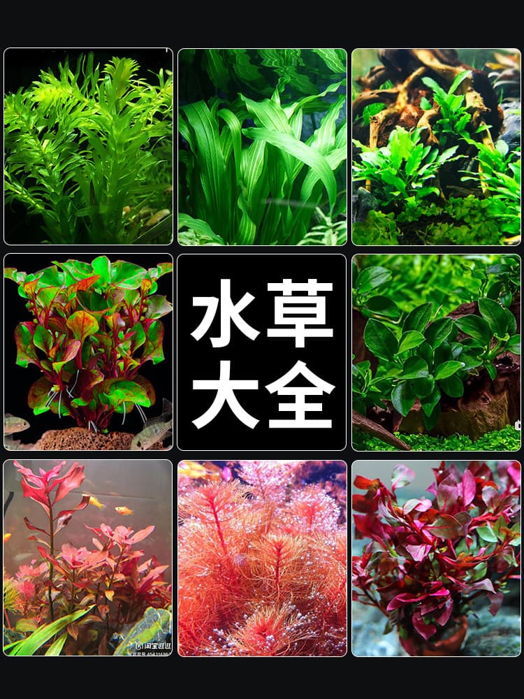 Aquatic Plants Fish Tank Live Aquascaping Real Plants Anubias Green Plants Shade-tolerant Hornwort Beginner-friendly