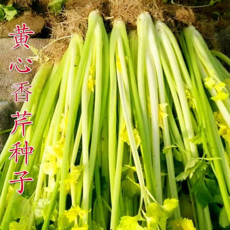 Yellow-centred parsley seeds Four-season yellow-centred parsley seeds Heat-resistant and cold-resistant farmhouse vegetable garden potted parsley seeds