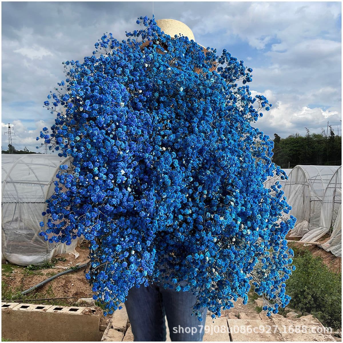 Baby's Breath Preserved Flower Dried Flower Bouquet, Yunnan Factory Direct, Baby's Breath Preserved Flowers, Handmade DIY Wholesale Fresh Flowers