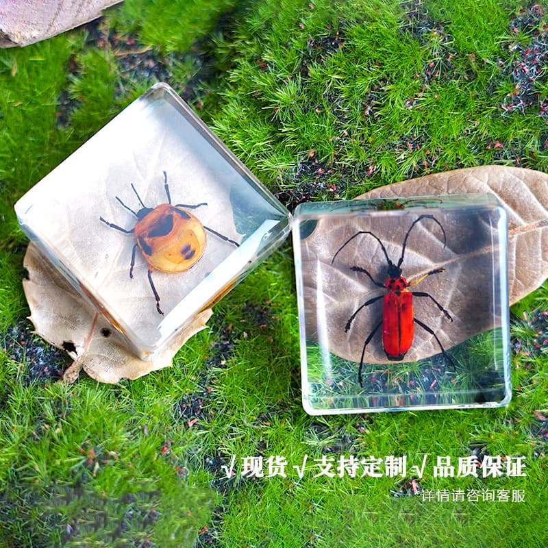 Transparent Resin Specimen Real Insect Plant Butterfly Display Specimen Children's Research Gift Manufacturer Wholesale
