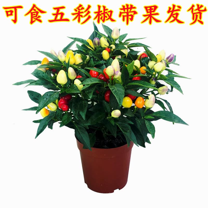 Colorful pepper potted saplings with fruit, edible fresh multi-color peppers, sky-high peppers, balcony flowers and green plants