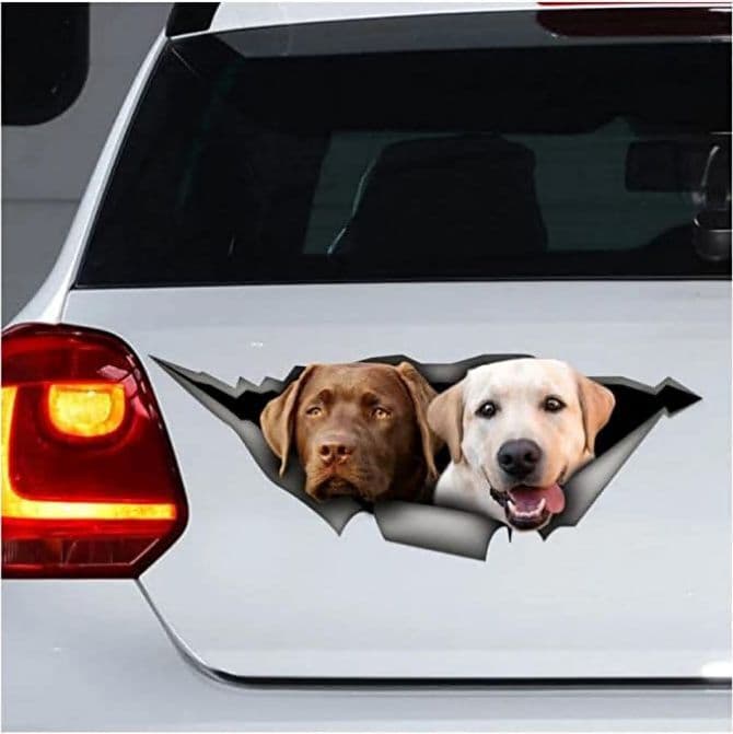 Labrador