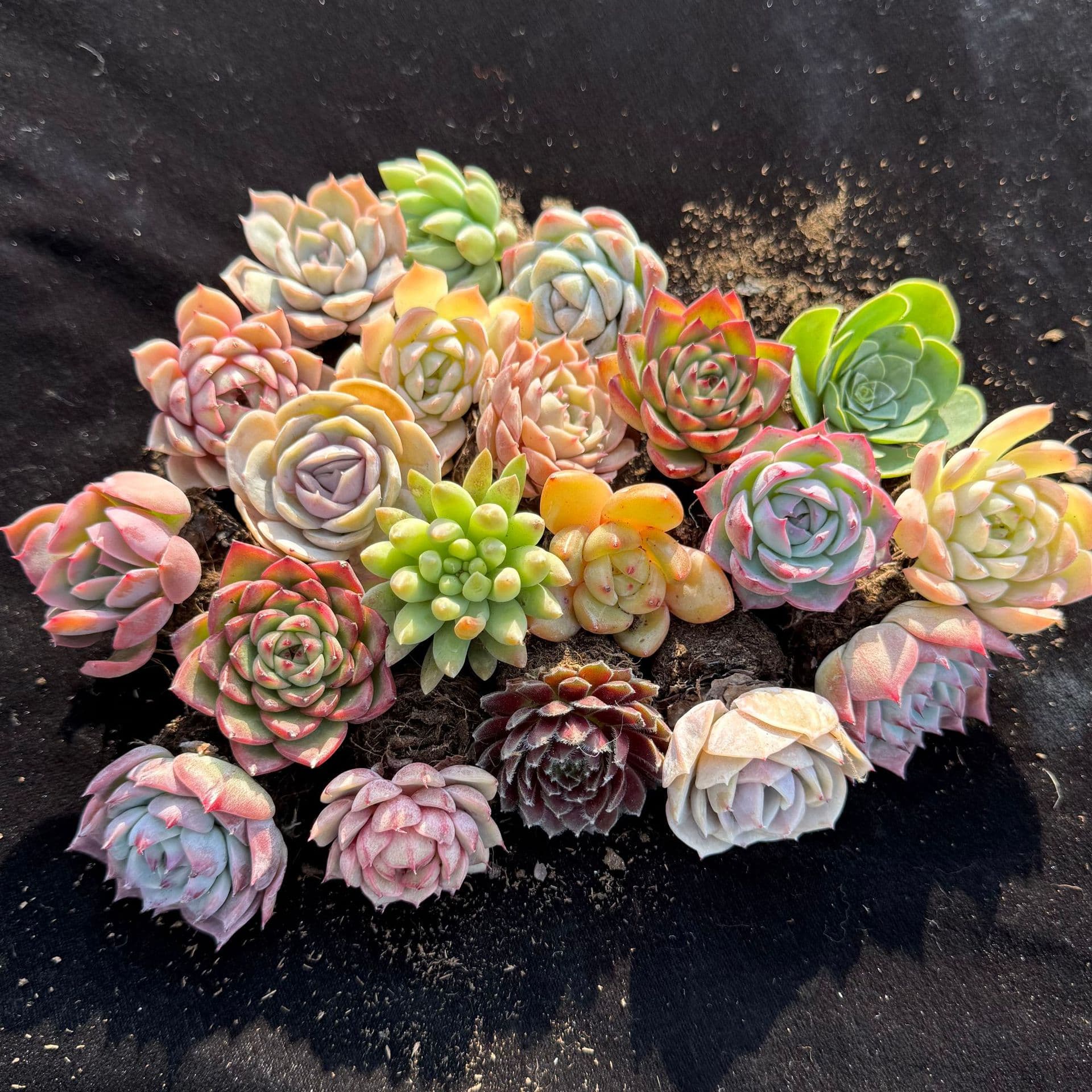 Succulent plants wholesale by the piece, combination potted plants, green plants, succulent beginner packages, potting soil included, from our own greenhouse.