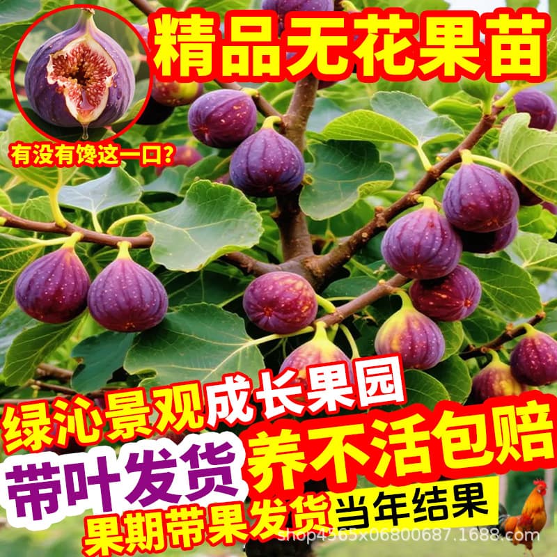 Fig tree seedling, original pot and soil, extra-large fruit, dwarf potted variety, suitable for balcony planting in both southern and northern regions, fruits in the same year