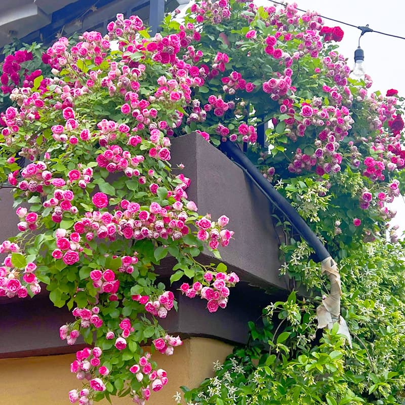 Yanzhi Kou Climbing Rose Potted Plant Wall Micro Flower Tree Seedling Wall Rose Seedling Four-Season Blooming Flower Suitable for Planting in the Yard