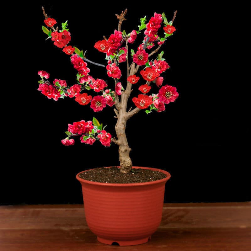 Perennial Blooming Double-Petal Japanese Crabapple Bonsai Tree Seedling, Old Stump Flower Plant for Indoor and Outdoor Decoration