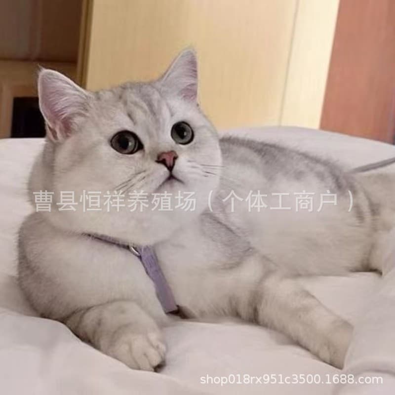 Silver Shaded Cat Kittens, American Shorthair, Blue and White Munchkin Cat, Blue Cat, Live Pets, Home-Raised Ragdoll Kittens, British Shorthair Pet Cats