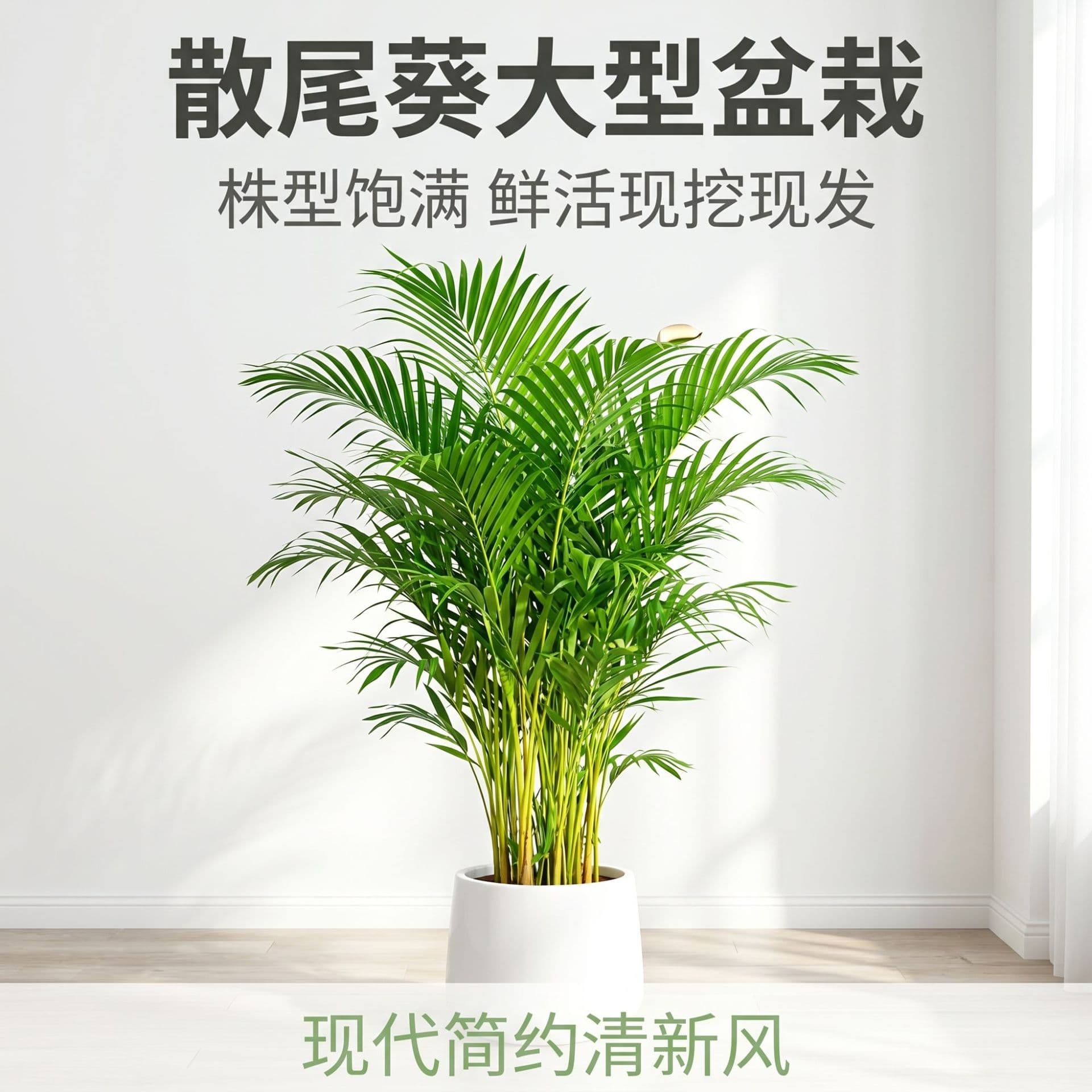 Areca Palm, Money Tree, Umbrella Plant, Fiddle Leaf Fig Potted Plants