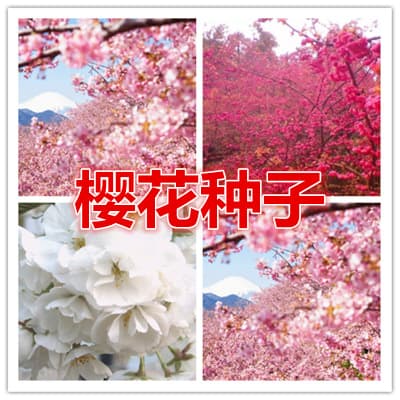 Cherry Blossom Seeds Tree Seeds Red Cherry Blossom Pink Cherry Blossom White Cherry Blossom Free Shipping Garden Plant