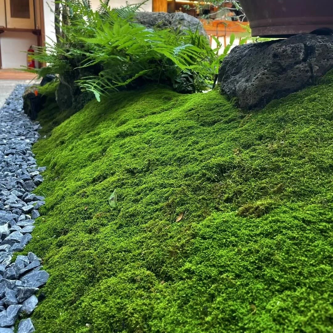 Simulated Moss Flocking Fake Turf Stone Bonsai Decoration Simulated Plant Wall Green Plant Artificial Decoration Fake Moss