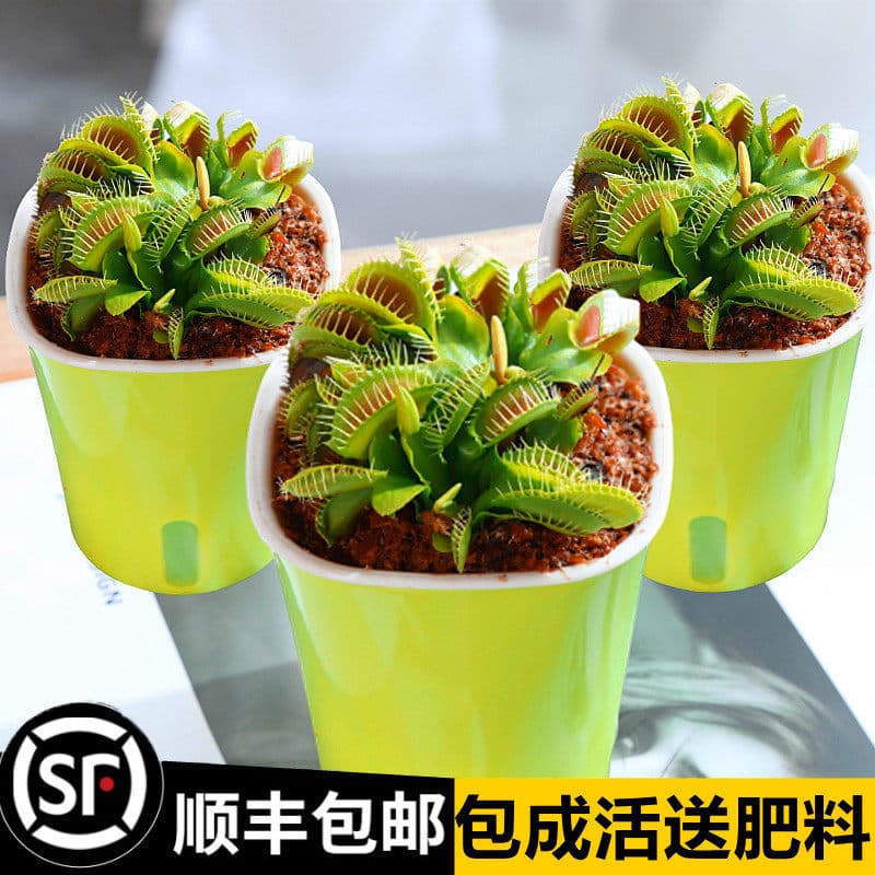 Extra-Large Flytrap Plant, Insect-Eating Plant, Carnivorous Plant, Hydroponic Plant, Mosquito-Repelling Green Plant, Insect-Catching Plant