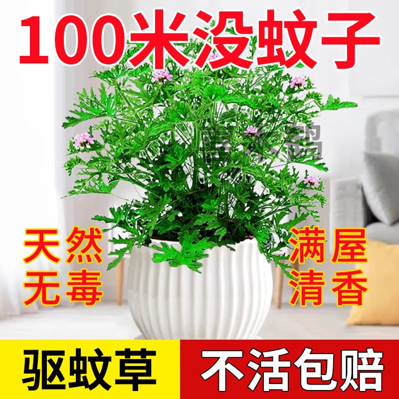 Mosquito-repellent plant, potted plant, outdoor and indoor greenery, mosquito-repellent seeds, garden scented geranium, flowering plant, mosquito repellent.