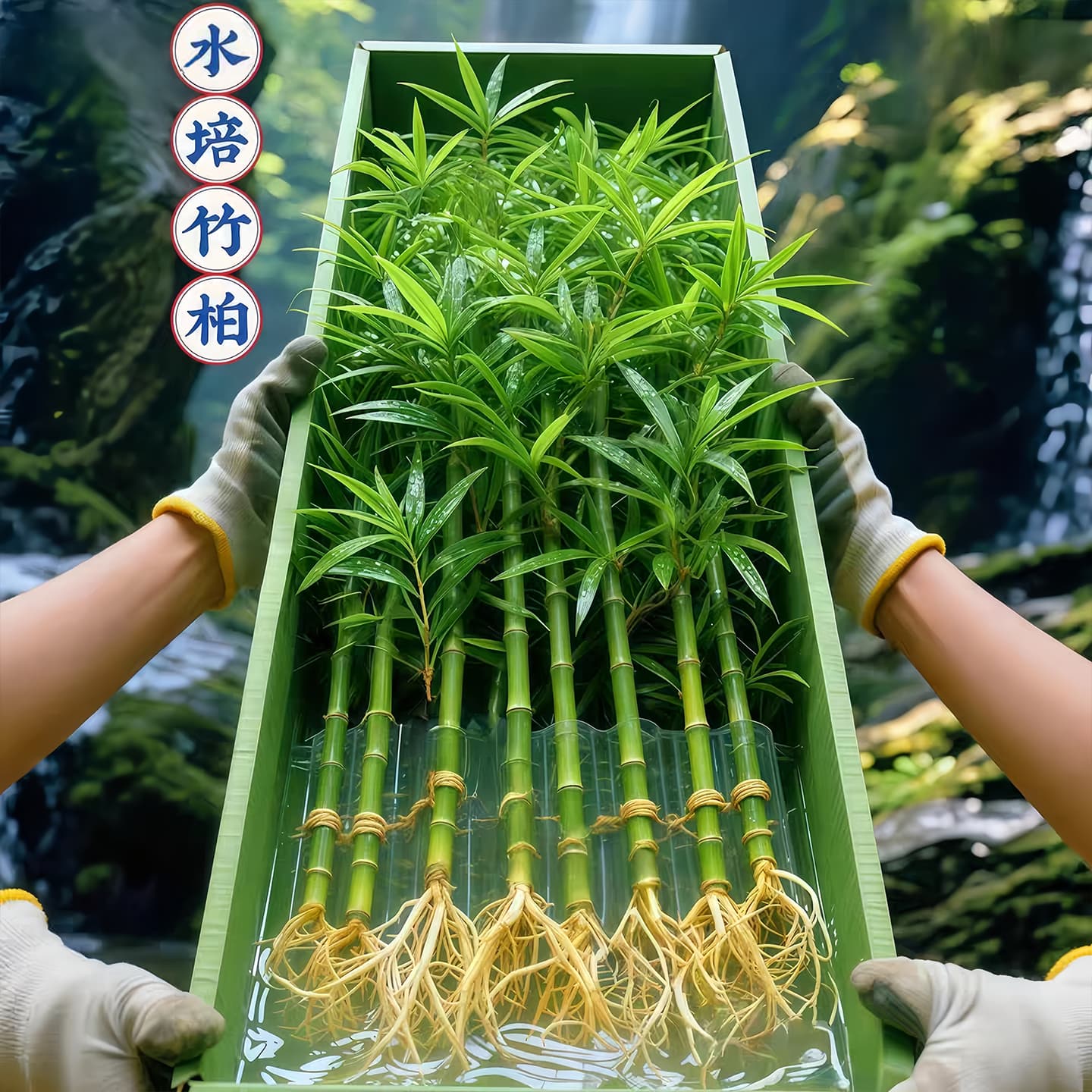 Schefflera Potted Plant Indoor and Outdoor Desktop Greenery, Seven-Leaf Lotus, Air-Purifying Money Tree, Mosquito Repellent