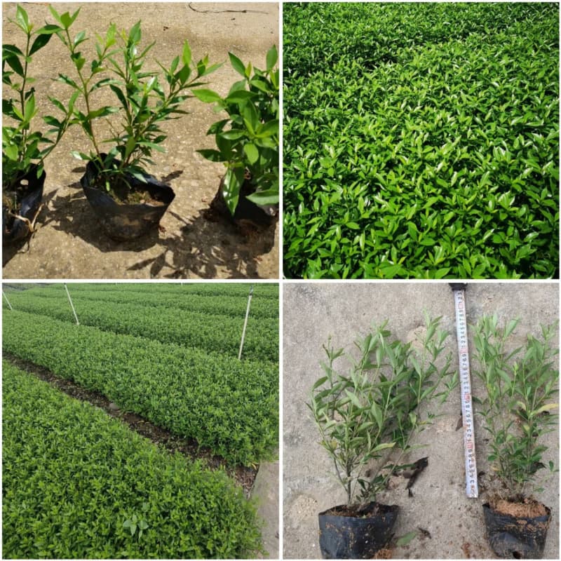 Factory wholesale White Gardenia, small-leaf and large-leaf yellow gardenia wholesale, heat and cold resistant