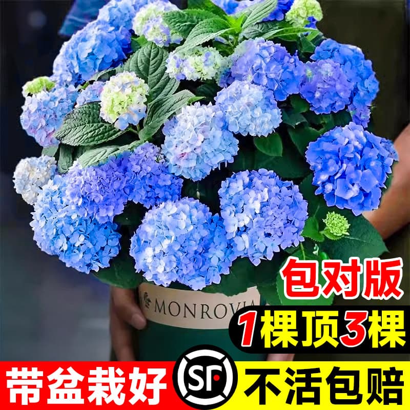 Hydrangea seedlings, Endless Summer hydrangea, year-round hydrangea potted plant, indoor flowering plant, blooming garden plant, easy to grow.