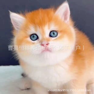 British Shorthair Golden Chinchilla Kitten Long Hair Short Leg Live Pet Cat