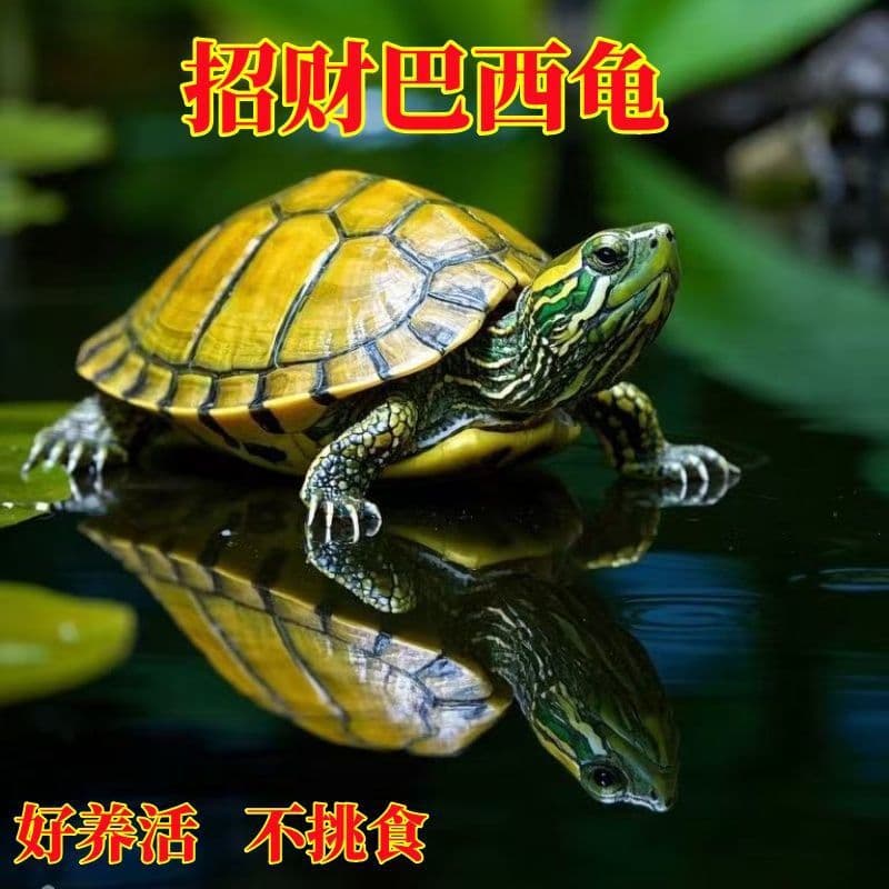 Golden Fortune Brazilian Turtle Pair - Live Pet Turtles, Ornamental Longevity Red-Eared Slider