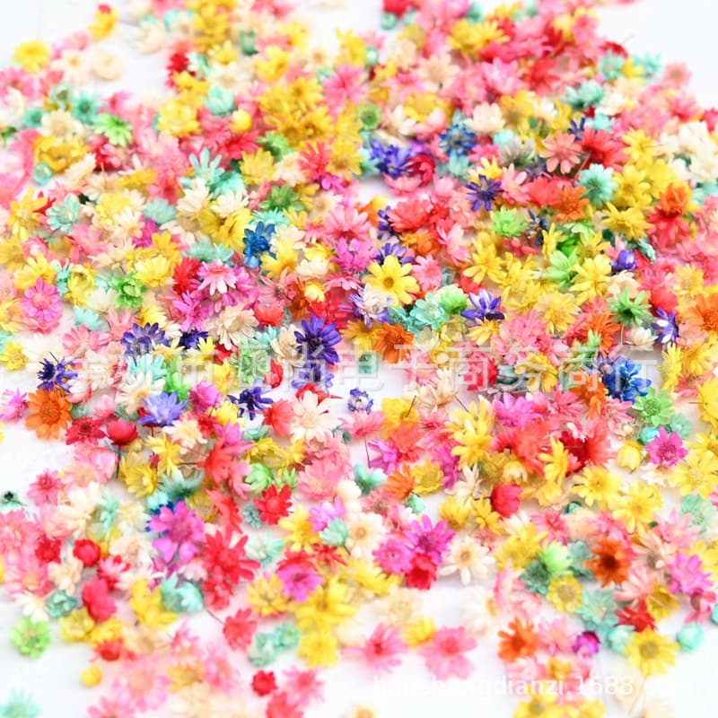 Brazilian Small Star Flower Heads Stemless Flowers DIY Dried Flowers Mini Daisies Resin Craft Decor Fillers Dried Flower Heads