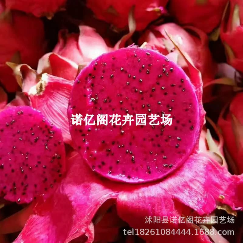 Red-Fleshed Dragon Fruit Seedling, Red Heart Dragon Fruit Tree Seedling, Bears Fruit in the Same Year, Potted Tree Seedling, Southern Variety, Four-Season Planting