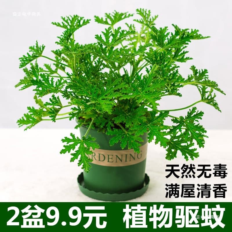 Mosquito Repellent Plant Potted, Indoor and Outdoor Green Plant, Seeds, Patio Pelargonium Graveolens, Blooms, Repels Mosquitoes and Insects