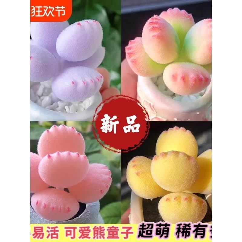 Colorful [Jin] Cute Bear Paw Succulent Plant - New Internet-famous Colorful Bear Paw Succulent for Balcony and Indoor Decoration