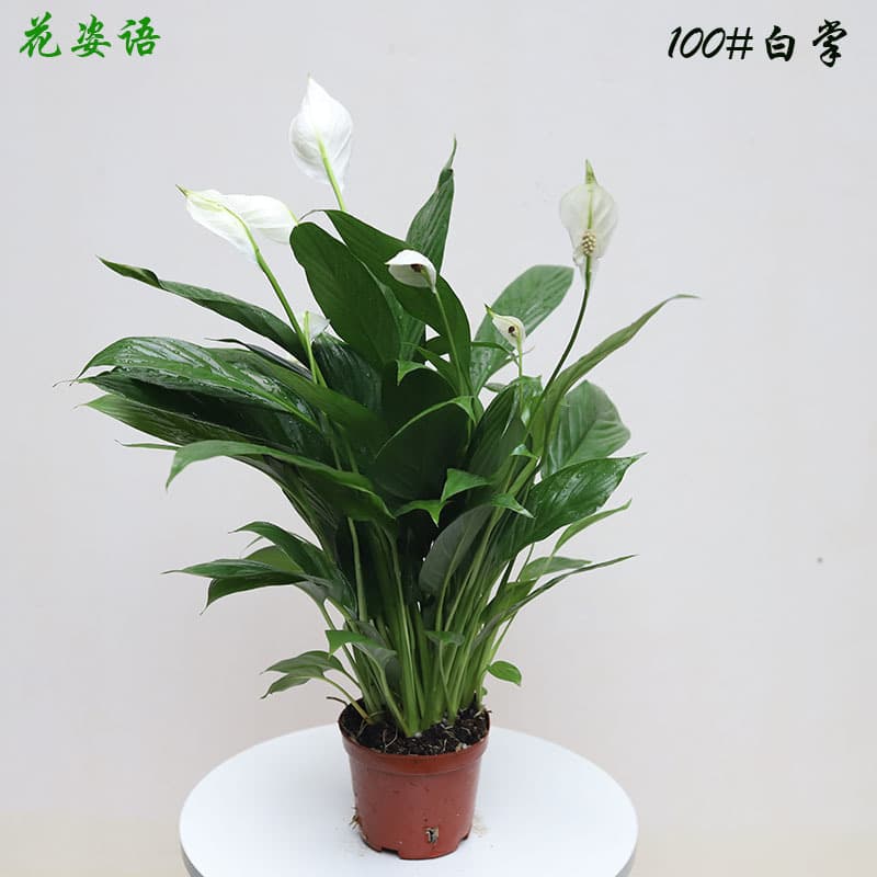Direct supply from base, smooth sailing foliage potted plant 100# Meijiu flowering Spathiphyllum for engineering wall greening plants