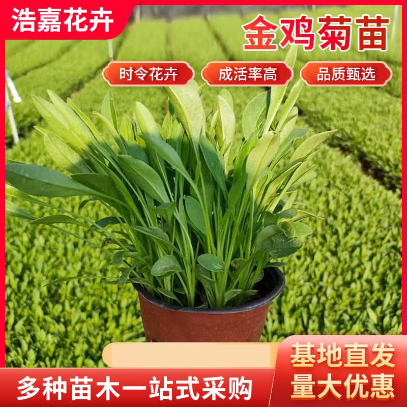 Coreopsis Nutrient Pot Planting Base, Cut Flowers for Scenic Flower Sea Viewing, Perennial Flower Large-flowered Coreopsis