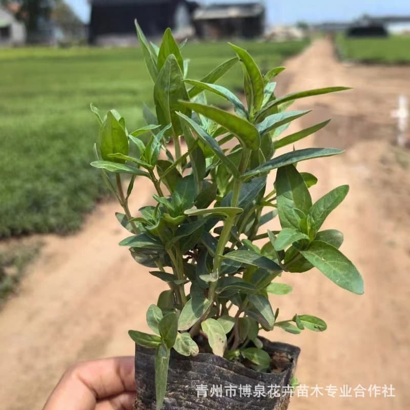 Lythrum salicaria Cup Seedlings Bulk Wholesale Aquatic Plants Easy to Grow Water Willow Pond Wetland Riverside Plants