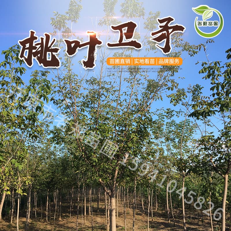 Nursery supply of Euonymus bungeanus street trees, peach-leaved spindle tree shaped seedlings, garden hedgerow shrubs, large quantity with best price.