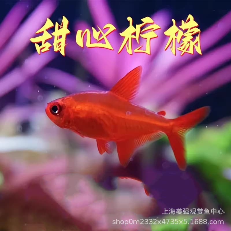 Sweetheart Lemon Tetra South American Tropical Fish Premium Tetra Schooling Fish Planted Tank Rare Small Internet-Famous Fish