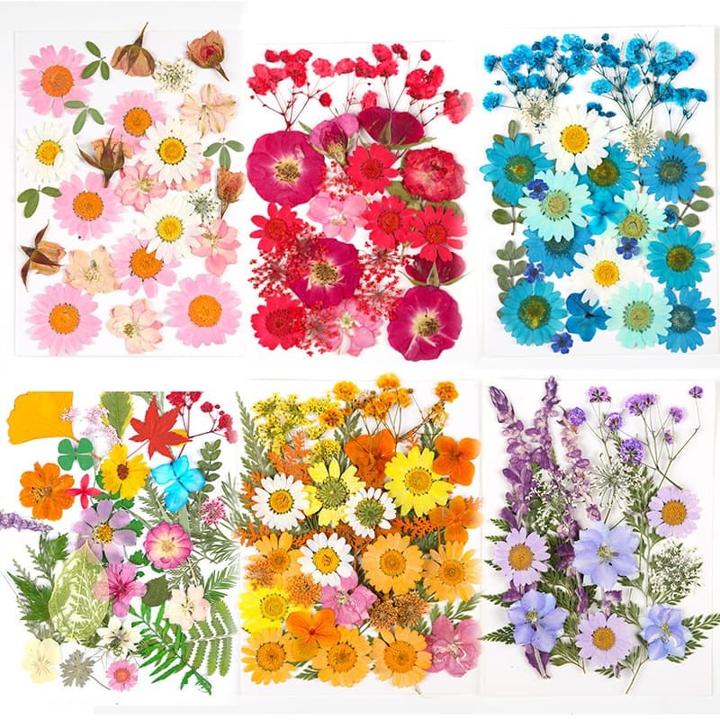 Dried flower embossing wholesale material package handmade diy glue embossed bookmark internet celebrity ins face nail art plant specimen