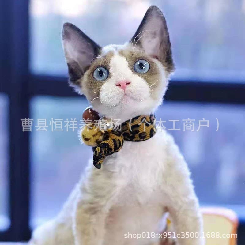 Purebred Devon curly kitten live open-faced Devon cat wholesale price domestic pet Devon cat kitten live cat