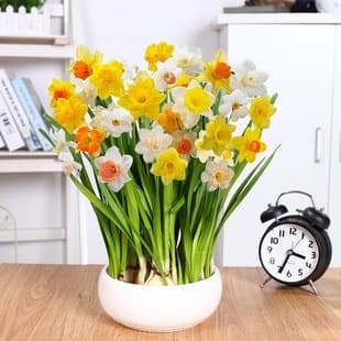 Narcissus Bulbs for Hydroponic and Potted Planting, Single and Double Petal Varieties, Green Plants, Soil or Water Cultivation, Blooms Same Year