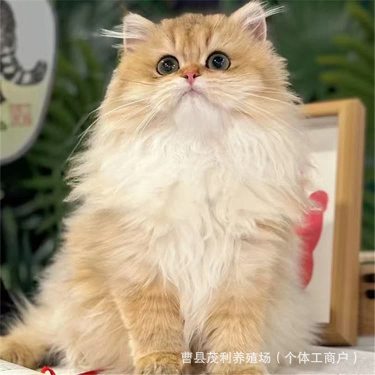 Long-haired golden shaded kitten live, blue golden shaded kitten live, purebred short-legged kitten live, silver shaded live cat
