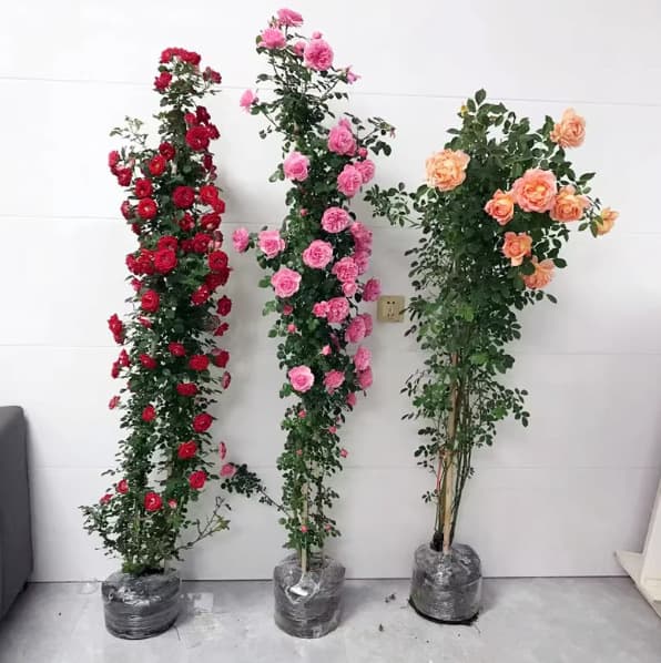 1.5m Climbing Rose, Fragrant Climbing Plant, Courtyard Four-Season Flowering Potted Plant, Rose Varieties