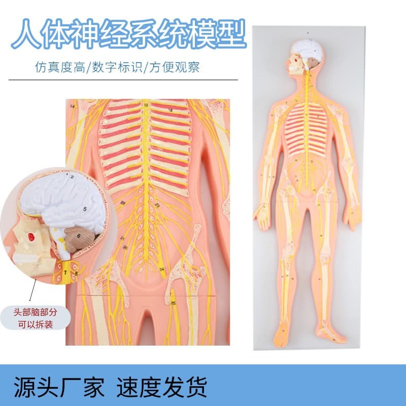 Human whole body nervous system central nervous system cerebrospinal cord brain neuroanatomy model medical neurology model