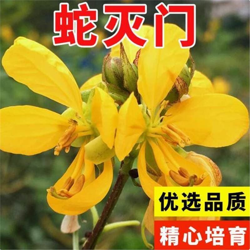 Snake Repellent Seeds - Jiangnan Wild Cassia Seeds, Phoenix Grass, Mosquito and Snake Repellent Seeds
