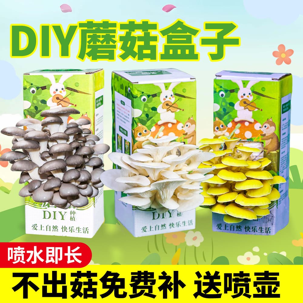 Mushroom boxes, mushroom cultivation bags, fun mushroom growing for children and families, mushroom cultivation bags, white oyster mushroom cultivation boxes