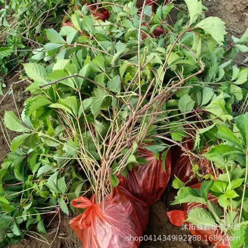 Wholesale Clearance Five-leaf Virginia Creeper, Boston Ivy, Climbing Plants with Strong Shade Tolerance, Cold and Drought Resistant