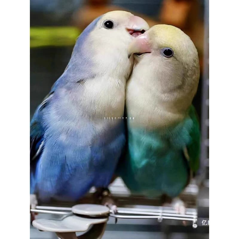 Teng Tiger Parakeet Live Bird Small to Medium Talking Pet Bird Hand-Fed Cockatiel Baby Bird