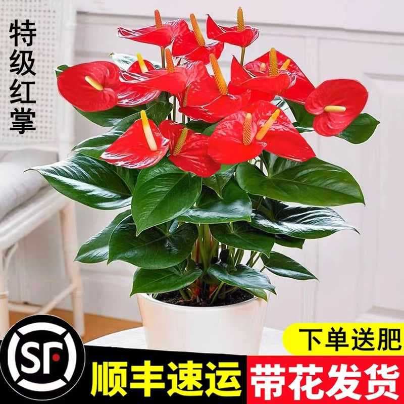 Hydroponic Anthurium and Spathiphyllum Potted Plants, Smooth Sailing Four Seasons Flowers, Easy to Grow Indoor Green Plants, Good Luck Blooming Plants