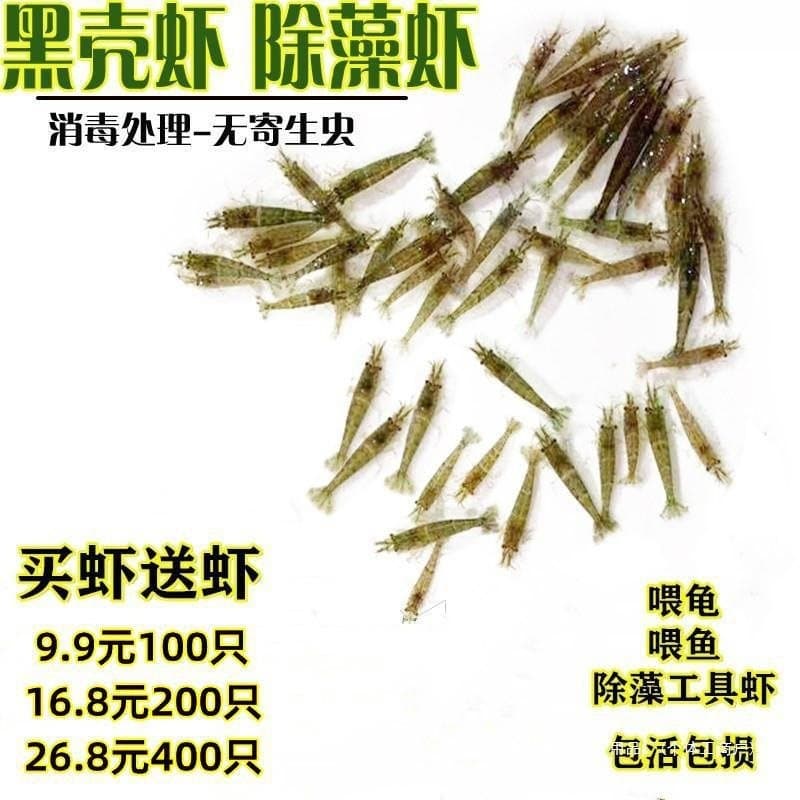Breeding Live Shrimp, Small Ornamental Freshwater Shrimp Fry, Algae-Eating Cleaner Shrimp for Cold Water Fish Tanks, Small Shrimp to Feed Turtles