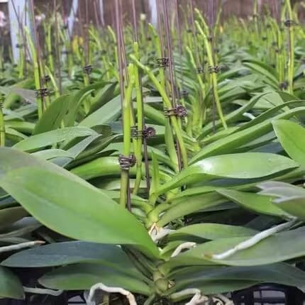 Popular Phalaenopsis orchid seedlings with long flowering period, interesting native seedlings, large orchid seedlings, easy to grow indoor plants for living rooms.