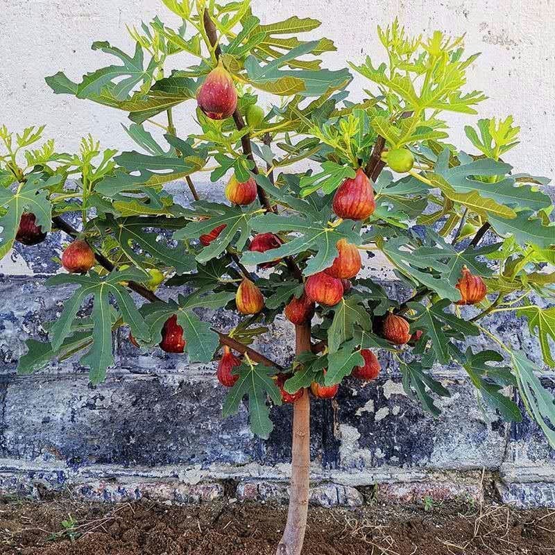 Fig seedlings bear fruit in the current year, fig seedlings technical training base, fig seedlings wholesale