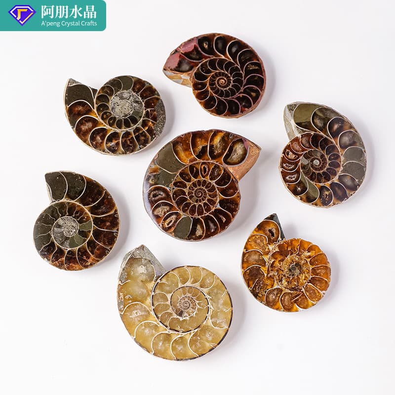 Natural Madagascar Conch Fossil Small Slice Open Snail Ammonite Paleontological Fossil Original Stone Ore Specimen