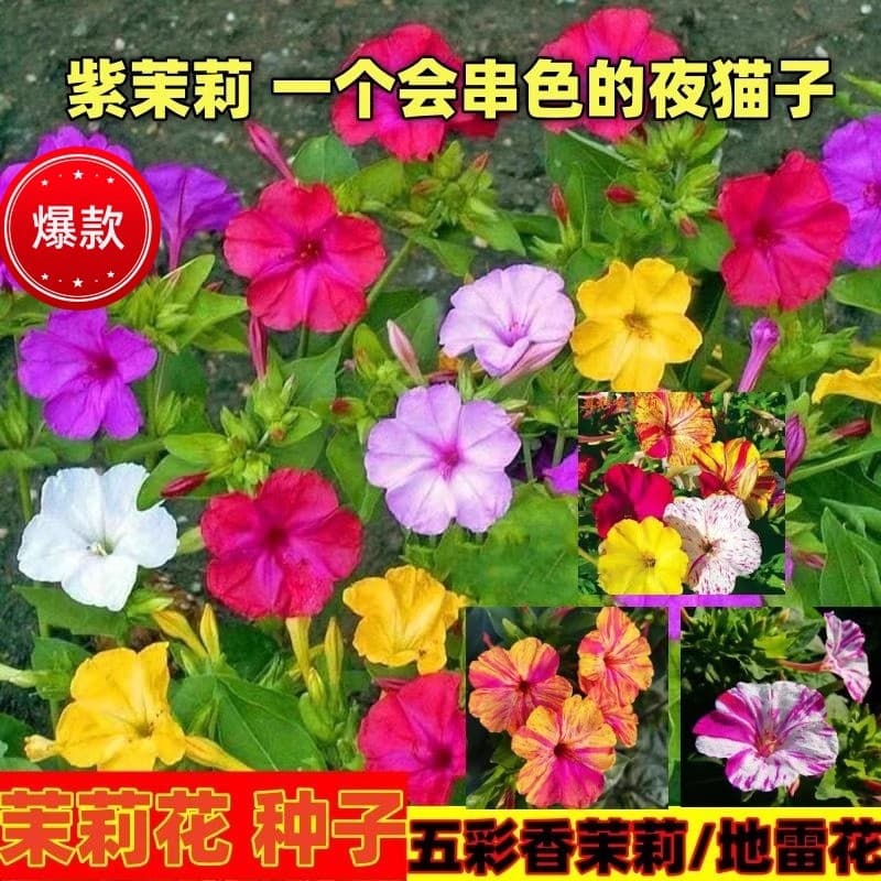 White Jasmine Seeds, Purple Jasmine Four-Season Blooming Garden Balcony Potted Flowers, Five-Color Mirabilis Jalapa Seeds