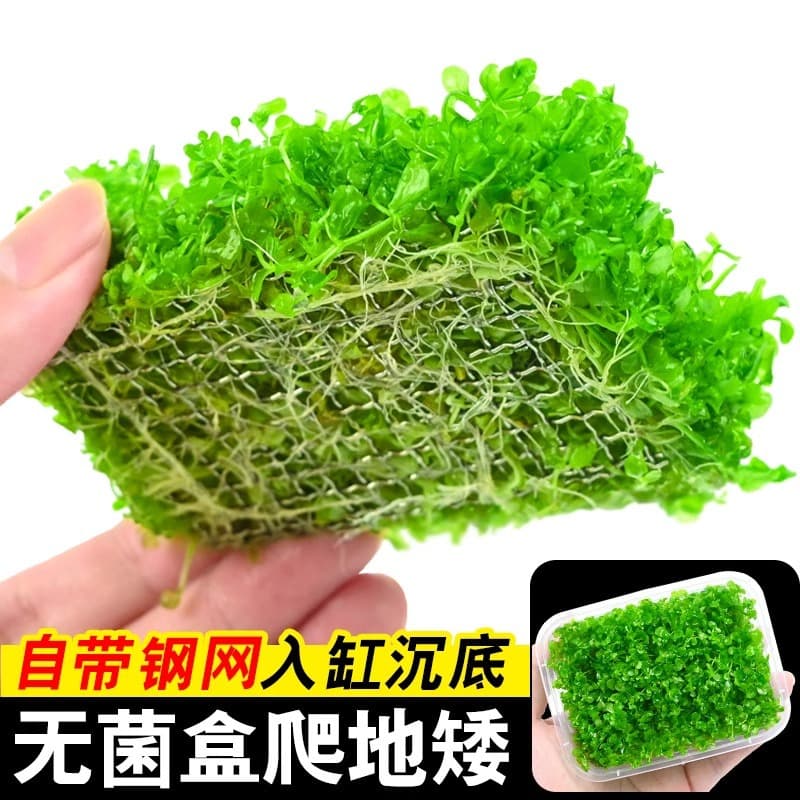 Sterile Cup Dwarf Baby Tears Live Aquarium Plant Carpet Grass Sterile Cup Low-Tech Wholesale